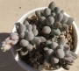 Пахифитум (Pachyphytum Machucae baby finger Ray s comfit)