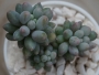 Пахифитум (Pachyphytum Machucae baby finger Ray s comfit)