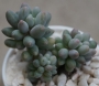 Пахифитум (Pachyphytum Machucae baby finger Ray s comfit)
