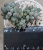 Пахифитум (Pachyphytum Machucae baby finger Ray s comfit)