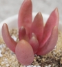 Пахифитум Вириде (Pachyphytum Viride, Pachyphytum Oviride)
