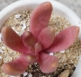 Пахифитум Вириде (Pachyphytum Viride, Pachyphytum Oviride)