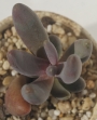 Пахифитум Вириде (Pachyphytum Viride, Pachyphytum Oviride)