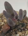 Пахифитум Вириде (Pachyphytum Viride, Pachyphytum Oviride)