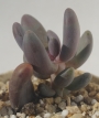 Пахифитум Вириде (Pachyphytum Viride, Pachyphytum Oviride)