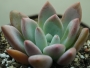 Граптоверия (Graptoveria opalina)