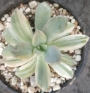 Пахиверия (Pachyveria Pachyphytodies variegated 예쁜 석연화금)