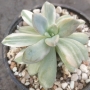 Пахиверия (Pachyveria Pachyphytodies variegated 예쁜 석연화금)