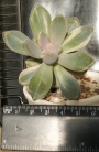 Пахиверия (Pachyveria Pachyphytodies variegated 예쁜 석연화금)