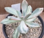 Пахиверия (Pachyveria Pachyphytodies variegated 예쁜 석연화금)