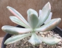 Пахиверия (Pachyveria Pachyphytodies variegated 예쁜 석연화금)