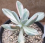 Пахиверия (Pachyveria Pachyphytodies variegated 예쁜 석연화금)