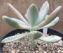 Пахиверия (Pachyveria Pachyphytodies variegated 예쁜 석연화금)