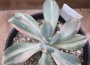 Пахиверия (Pachyveria Pachyphytodies variegated 예쁜 석연화금)