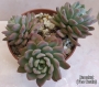 Пахиверия (Pachyveria sp)