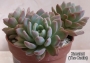 Пахиверия (Pachyveria sp)