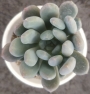 Пахиверия (Pachyveria sp)