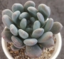 Пахиверия (Pachyveria sp)