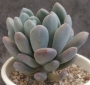 Пахиверия (Pachyveria sp)