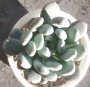 Пахиверия (Pachyveria sp)