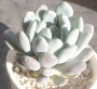 Пахиверия (Pachyveria sp)