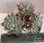 Пахиверия (Pachyveria sp)