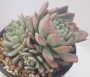 Пахиверия (Pachyveria sp)