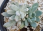 Пахиверия вариегата (Pachyveria Albocarinata variegata variegated)