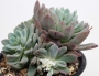 Пахиверия вариегата (Pachyveria Albocarinata variegata variegated)