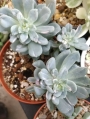 Пахиверия вариегата (Pachyveria Albocarinata variegata variegated)
