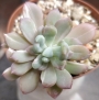 Пахиверия вариегата (Pachyveria Albocarinata variegata variegated)