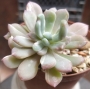 Пахиверия вариегата (Pachyveria Albocarinata variegata variegated)