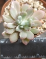 Пахиверия вариегата (Pachyveria Albocarinata variegata variegated)