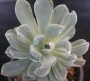 Пахиверия вариегата (Pachyveria Albocarinata variegata variegated)