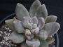 Пахиверия (Pachyveria cv. Hummel)