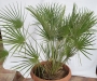 Палма Хамеропс хумилис (Chamaerops humilis)