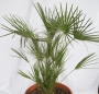 Палма Хамеропс хумилис (Chamaerops humilis)