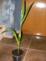 Палма Кенция (Kentia Palm)