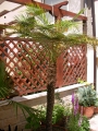 Палма (Palm)