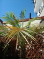 Палма (Palm)