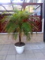 Палма (Palm)