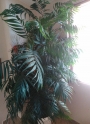 Палма (Palm)