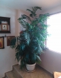 Палма (Palm)