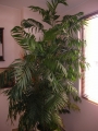 Палма (Palm)