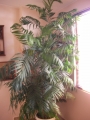 Палма (Palm)