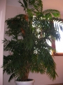 Палма (Palm)