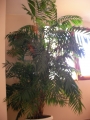 Палма (Palm)