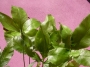 Папрат (Fern)