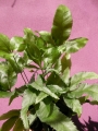 Папрат (Fern)