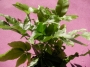Папрат (Fern)